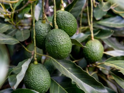 Kakuzi to offer free fruit maturity testing services for smallholder farmers as the Hass avocado harvesting and export season opens