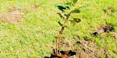 Greening the Future: NCBA’s Bold Journey to 10 Million Trees