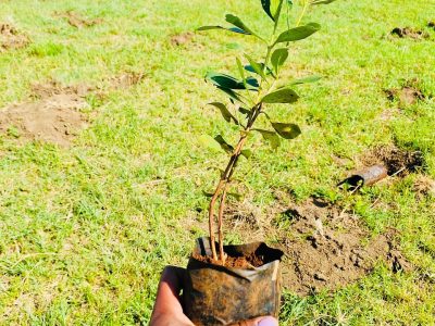 Greening the Future: NCBA’s Bold Journey to 10 Million Trees