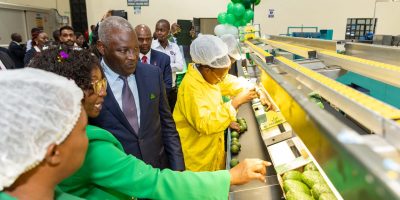 Karakuta Unveils Avocado Mega Packhouse
