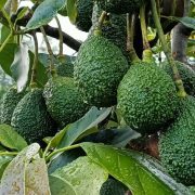 Avocado Farmers in Githunguri to Launch New Cooperative