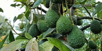 Avocado Farmers in Githunguri to Launch New Cooperative