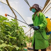 From Congo to Kakuma: Growing Hope in the Desert