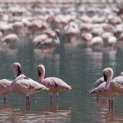 Kenya to Host Global Flyways Summit as Migratory Bird Decline Raises Alarm