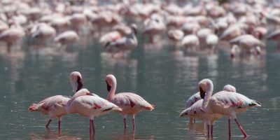 Kenya to Host Global Flyways Summit as Migratory Bird Decline Raises Alarm