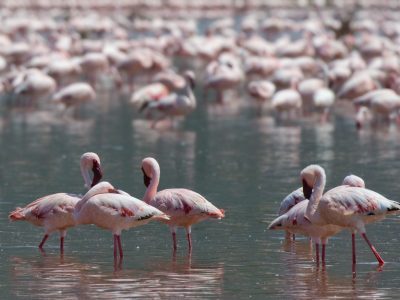 Kenya to Host Global Flyways Summit as Migratory Bird Decline Raises Alarm