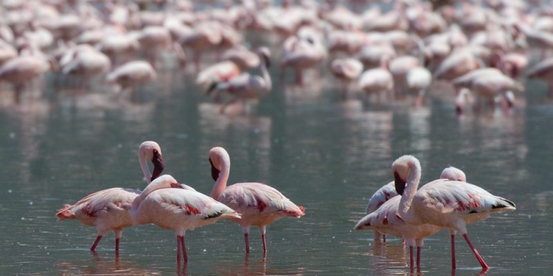 Kenya to Host Global Flyways Summit as Migratory Bird Decline Raises Alarm