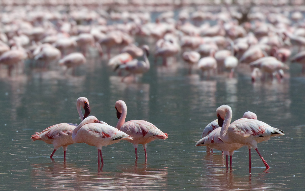 Kenya to Host Global Flyways Summit as Migratory Bird Decline Raises Alarm