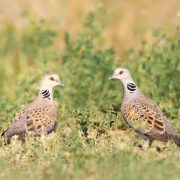 Landmark Bird Report to Launch in Nairobi Ahead of Global Flyways Summit