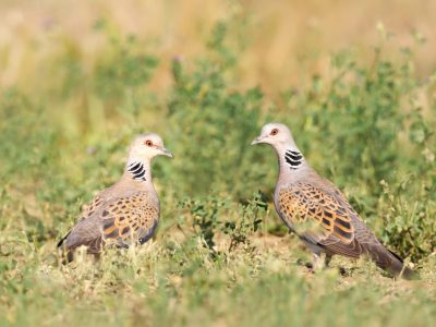 Landmark Bird Report to Launch in Nairobi Ahead of Global Flyways Summit