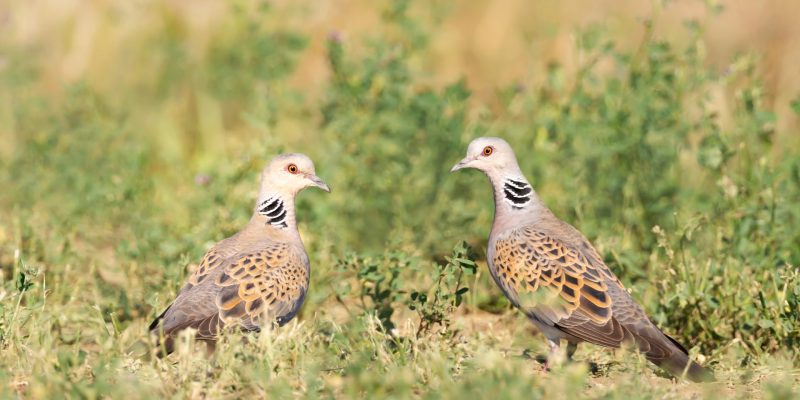 Landmark Bird Report to Launch in Nairobi Ahead of Global Flyways Summit