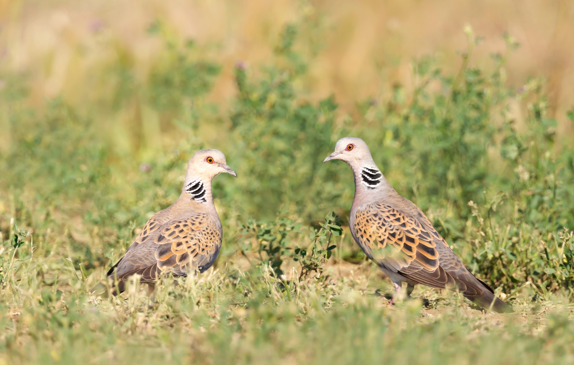 Landmark Bird Report to Launch in Nairobi Ahead of Global Flyways Summit