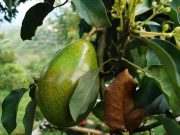 Nairobi Expo to Showcase More Than 10,000 Agricultural Technologies