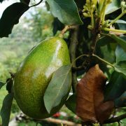 Nairobi Expo to Showcase More Than 10,000 Agricultural Technologies