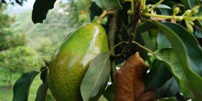 Nairobi Expo to Showcase More Than 10,000 Agricultural Technologies