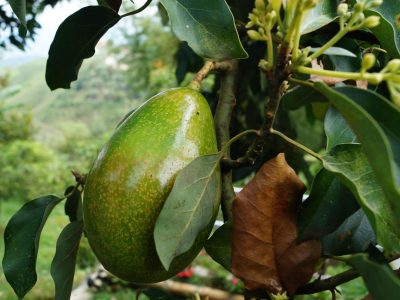 Nairobi Expo to Showcase More Than 10,000 Agricultural Technologies