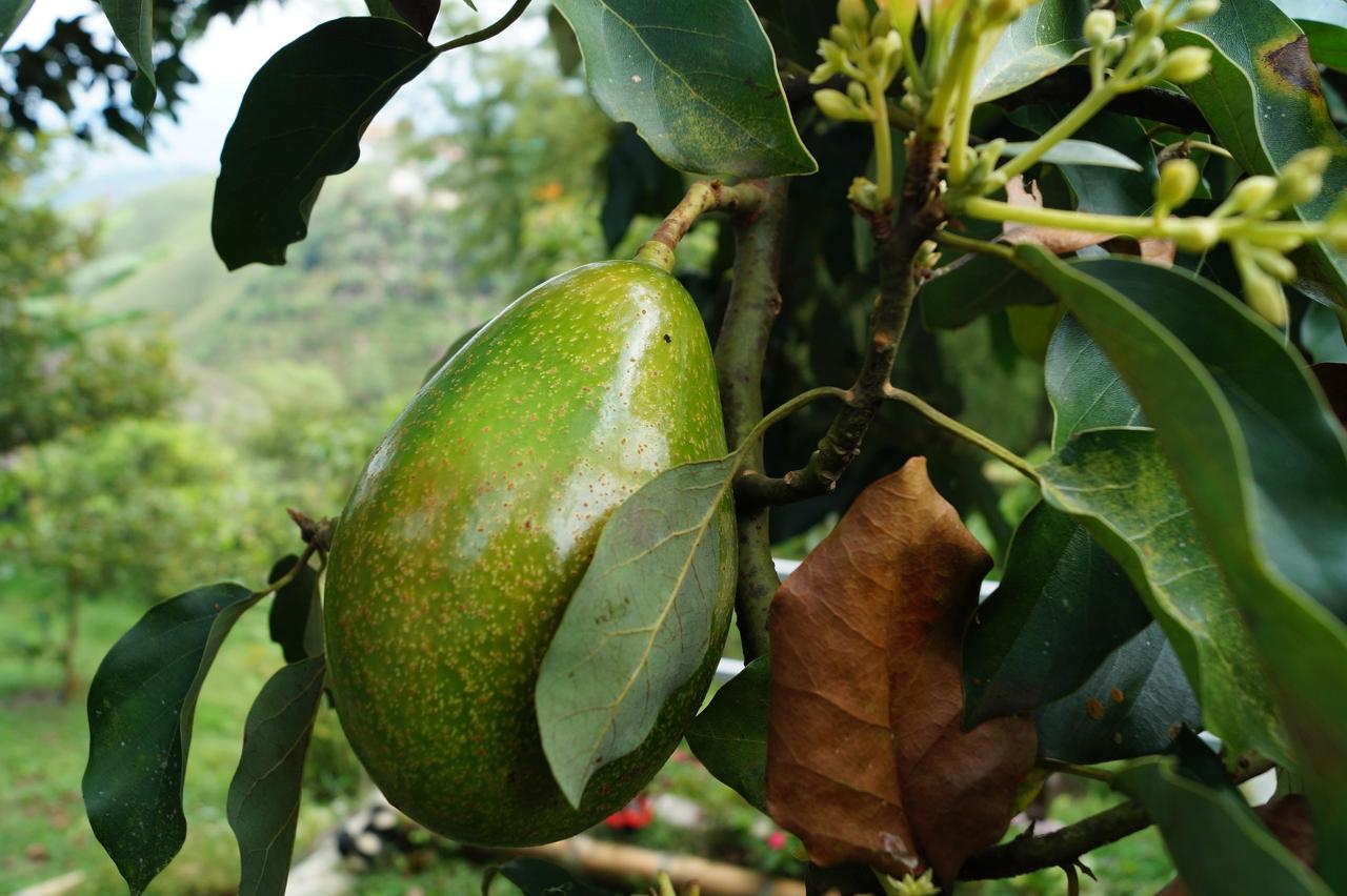Nairobi Expo to Showcase More Than 10,000 Agricultural Technologies